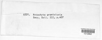 Ascochyta graminicola image